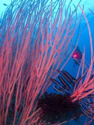 'Sea whips and a diver' from Walindi (PNG). Taken with Ol... by Istvan Juhasz 